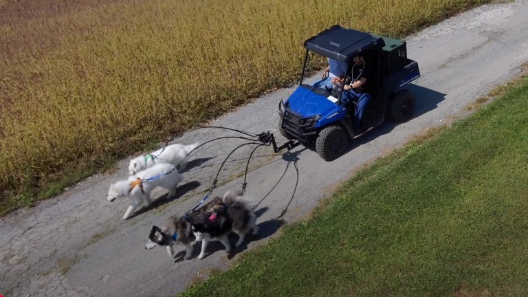 Dog-walking UTV.
